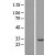 Western Blot: 14-3-3 beta/alpha Lysate [NBL1-17947] - Western Blot experiments. 
Left Lane: Control; Right Lane: Over-expression Lysate for YWHAB